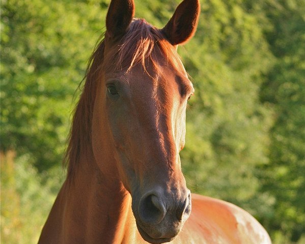 broodmare Wynalda (Hanoverian, 1998, from Weltmeyer)