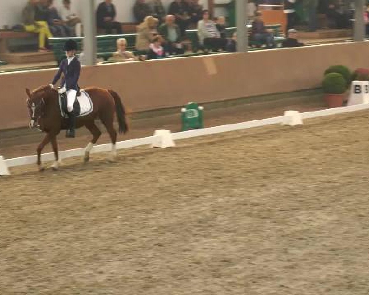 broodmare Chantara 5 (German Riding Pony, 2000, from Chantre B)