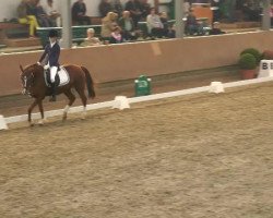 broodmare Chantara 5 (German Riding Pony, 2000, from Chantre B)