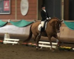 dressage horse Simsalabim 55 (Rhinelander, 2008, from Sir Donnerhall I)