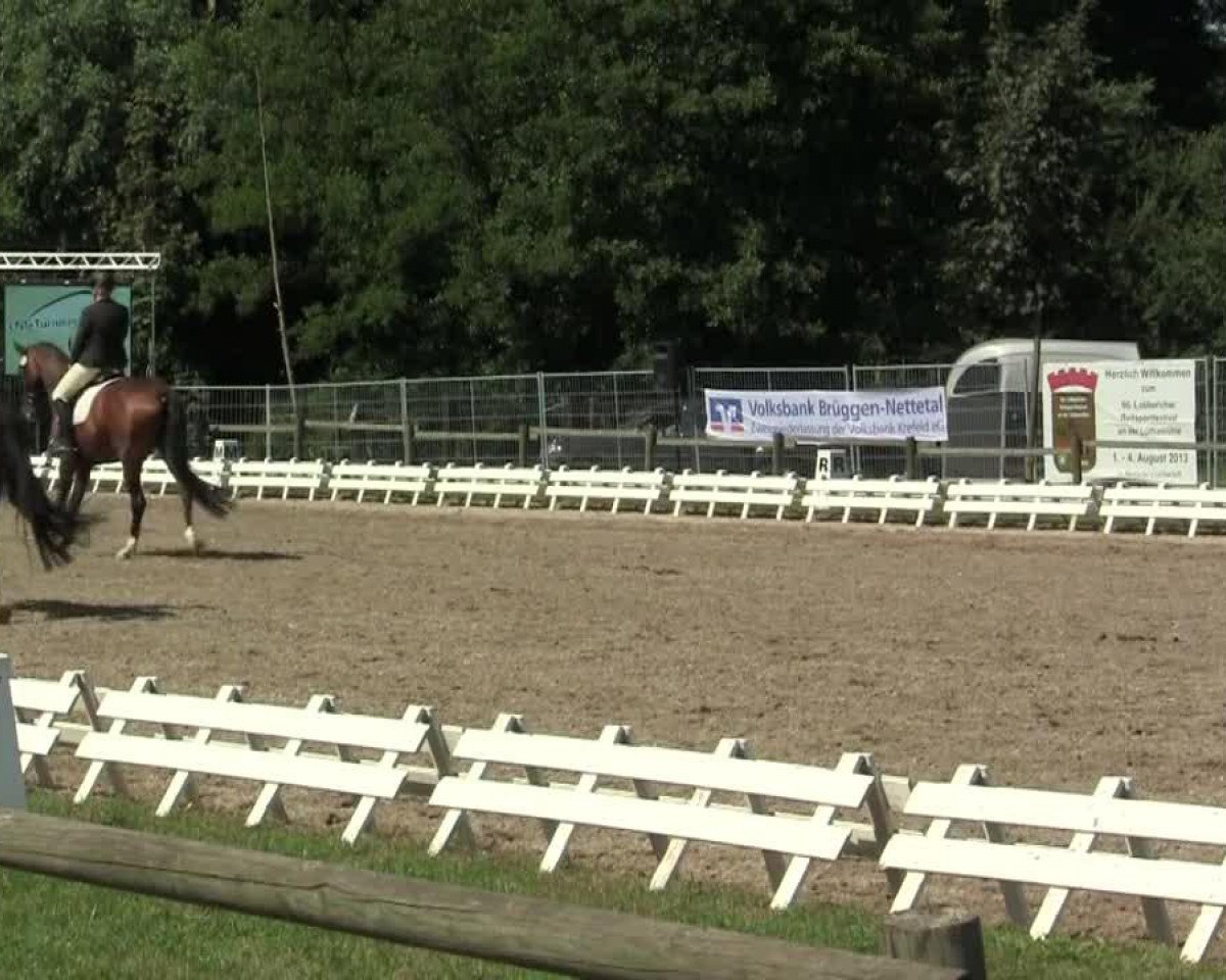 Zuchtstute Be My Valentine (Rheinländer, 2008, von Belissimo NRW)