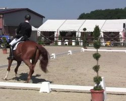 dressage horse Roland 137 (Hanoverian, 2009, from Royal Blend)