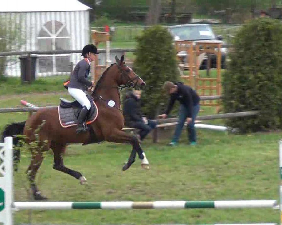 broodmare Fincaya (Hanoverian, 2005, from For Edition)