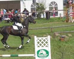 dressage horse Leonore 12 (Trakehner, 2005, from King Arthur TSF)