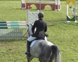 dressage horse Roxo 4 (Hanoverian, 2007, from Royaldik)