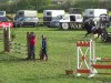 dressage horse Sonnenschein 53 (German Riding Pony, 2006, from Holsteins Woodstock)