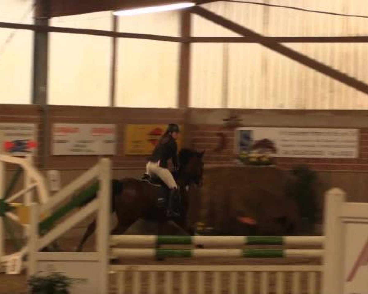 broodmare Chakira 48 (Holsteiner, 2005, from Contender)