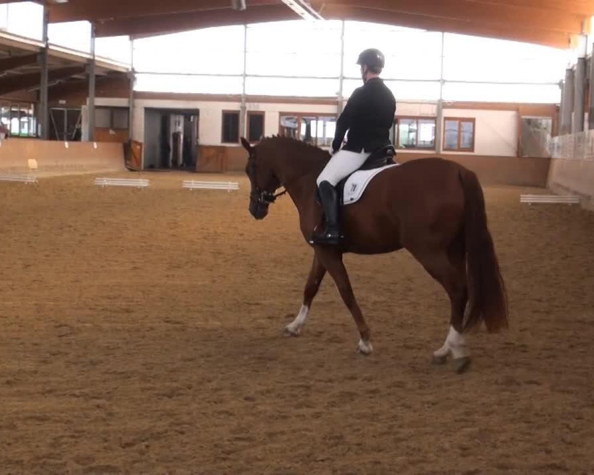 dressage horse Ballantine 13 (Hanoverian, 2009, from Brentano II)
