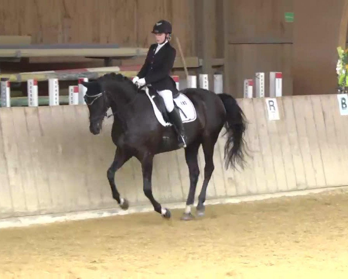 broodmare Donnarati H (Hanoverian, 2000, from Donnerhall)