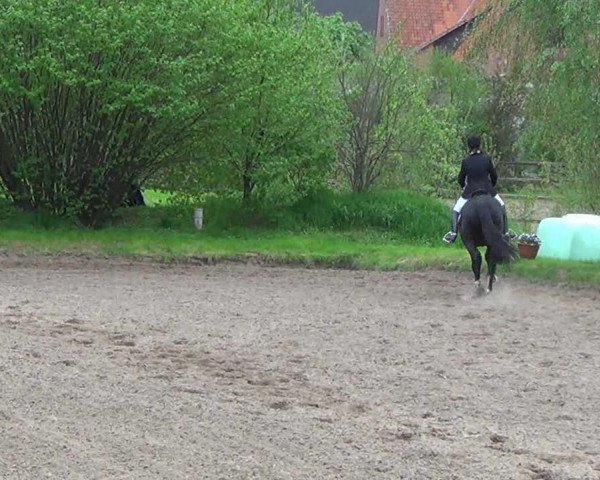 dressage horse Carlotto 4 (Hanoverian, 2008, from Castus I)