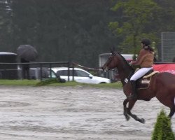 jumper Holländische Meisje (KWPN (Royal Dutch Sporthorse), 2005, from Hinault)