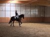 dressage horse Qalle-Cool (German Sport Horse, 2007, from Quaterback)