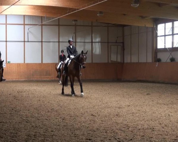 dressage horse Abigale 14 (Oldenburg, 2006)