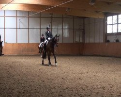 dressage horse Abigale 14 (Oldenburg, 2006)