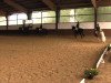 dressage horse Sunshine 573 (Haflinger, 2002)