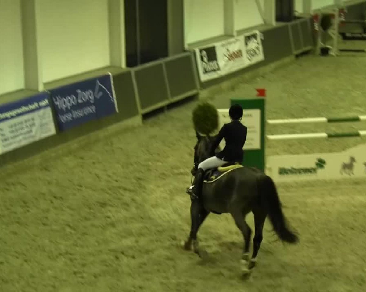 Springpferd Blue Rinse (Neuseeländisches Warmblut, 2001, von Wikau)