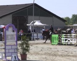 jumper Quintera (Hanoverian, 2005, from Quidam's Rubin)