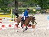 broodmare Centana (Oldenburg show jumper, 2007, from Centadel)