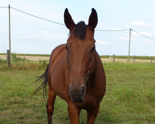 horse Monjoie (Württemberger, 1996, from Mitch)