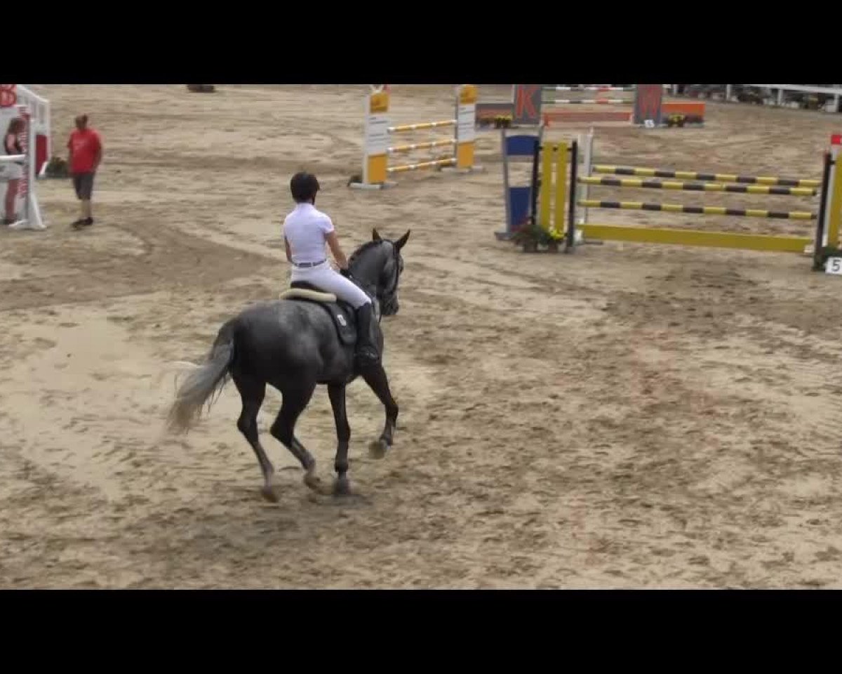 Springpferd Bombay 33 (Deutsches Sportpferd, 2009, von Berlin)