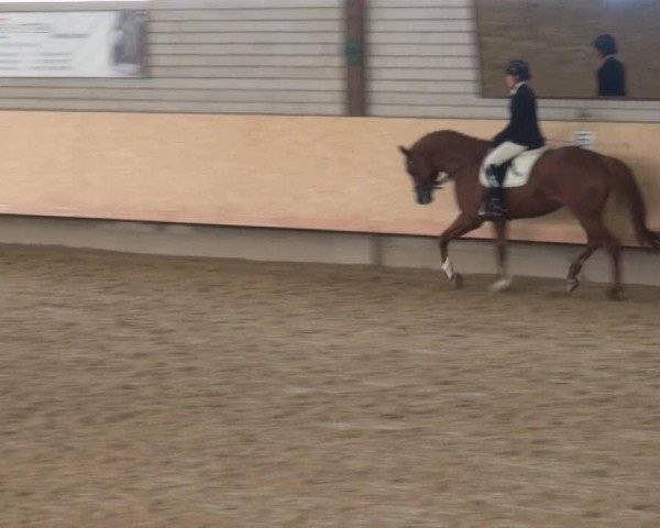 dressage horse Finley 77 (Westphalian, 2008, from Fürst Piccolo)