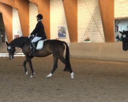 dressage horse Happiness 29 (Westphalian, 2007, from Hotline)