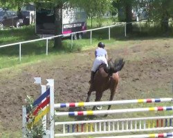 jumper Chicago 141 (Oldenburg show jumper, 2007, from Cento)