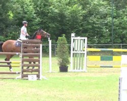 jumper Charlotta Sophia (KWPN (Royal Dutch Sporthorse), 2005, from Sable Rose)