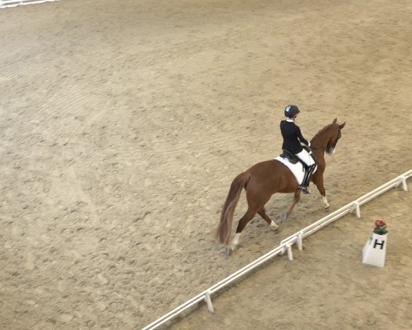 Reitturnier Schaffhausen 2020