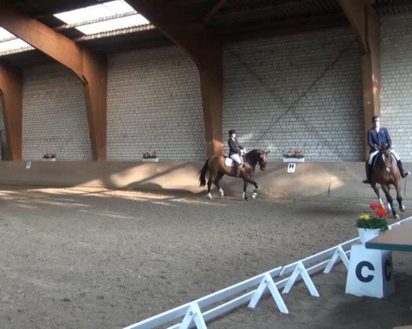 dressage horse Fedon (Westphalian, 2008, from Floresco NRW)