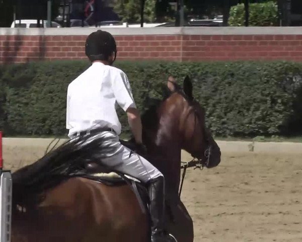 broodmare Uleika 8 (Selle Français, 2008, from Baloubet du Rouet)