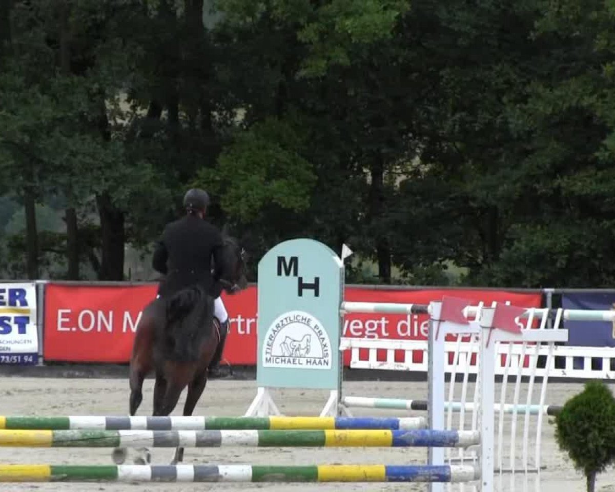 Springpferd Classico 75 (Hessisches Warmblut, 2008, von Count Grannus)
