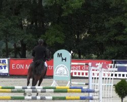 jumper Classico 75 (Hessian Warmblood, 2008, from Count Grannus)