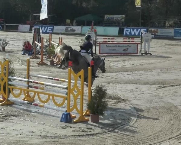 jumper Kingston Fbh (German Sport Horse, 2008, from Colman)