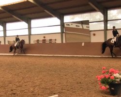 dressage horse Spielmacher (German Warmblood, 2009, from Spielberg)