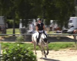 jumper Claus 44 (German Sport Horse, 2008, from Canterbury 9)