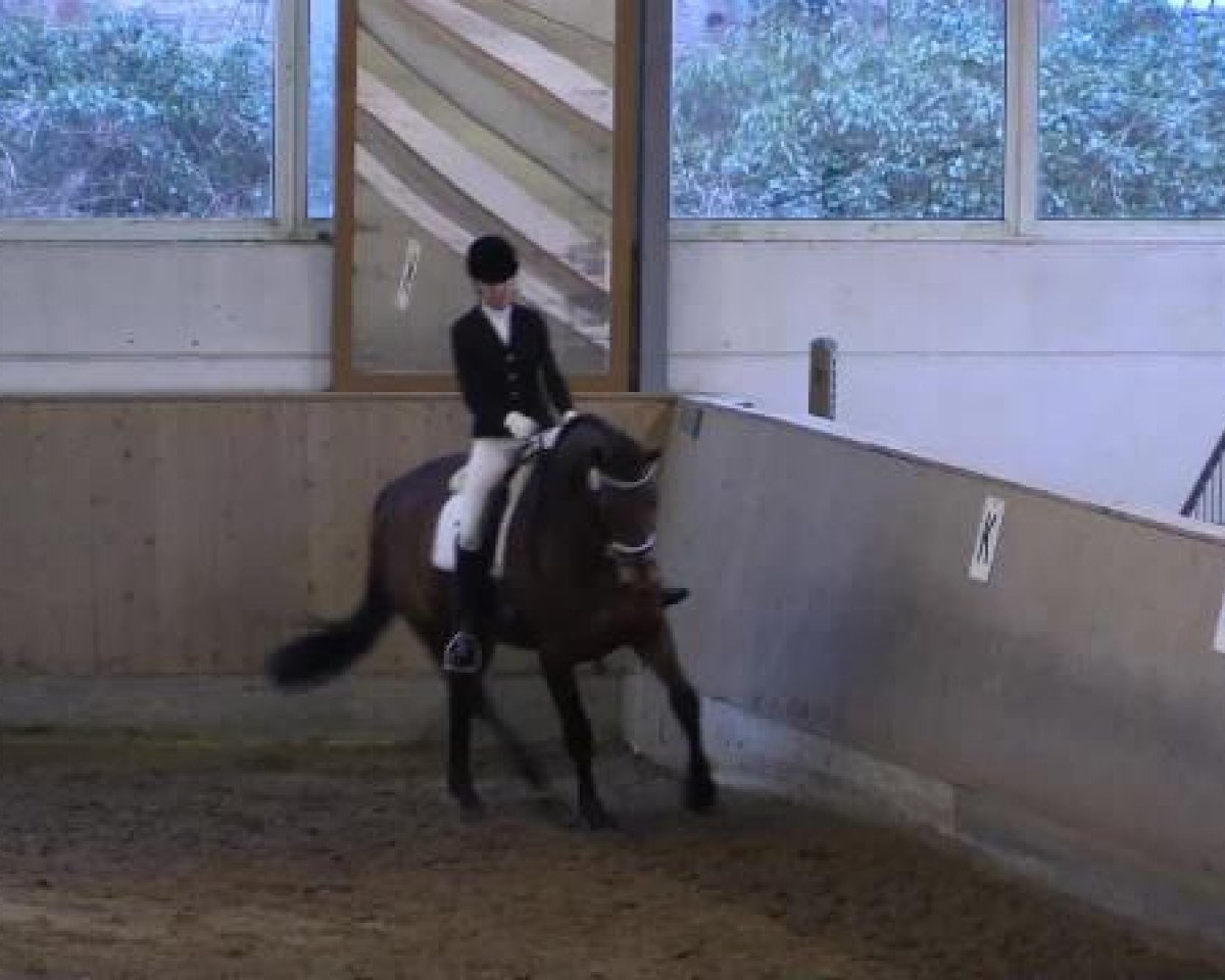 broodmare Day by Day 11 (Hanoverian, 2008, from Don Frederico)