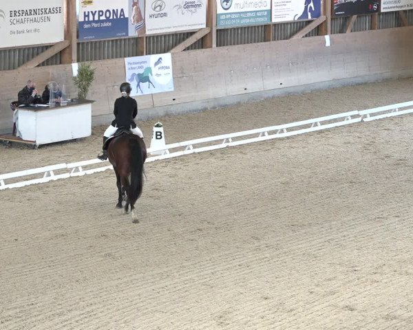 Reitturnier Schaffhausen 2020