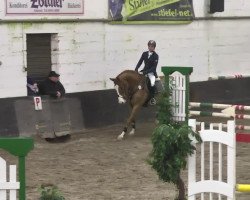 jumper Birkenhof's Casino Royale (Zweibrücken, 2009, from Ciacomo)