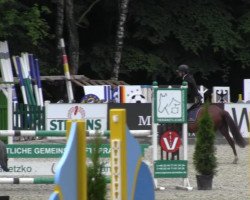 jumper Campino 449 (German Riding Pony, 2008, from Charivari)