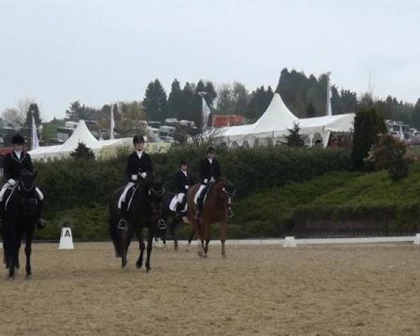 dressage horse Saylem (Oldenburg, 2008, from Samba Ole)