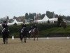 dressage horse Saylem (Oldenburg, 2008, from Samba Ole)