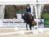 dressage horse Father's Joe (Hanoverian, 2009, from Florencio I)