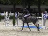 jumper Bola de Nieve (Oldenburg show jumper, 2007, from Centadel)