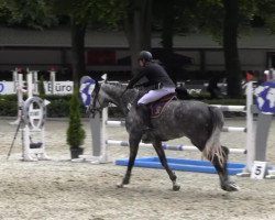 jumper Bola de Nieve (Oldenburg show jumper, 2007, from Centadel)