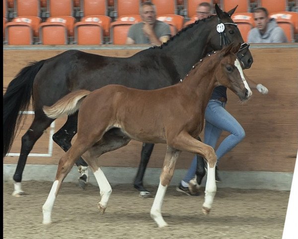 dressage horse Friedrichs Romance (Oldenburg, 2021, from For Romance I)