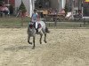 broodmare Candilo (Oldenburg show jumper, 2009)