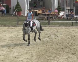 broodmare Candilo (Oldenburg show jumper, 2009)