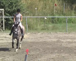 dressage horse Wannabefamous (Oldenburg, 2008, from Wind Dancer)