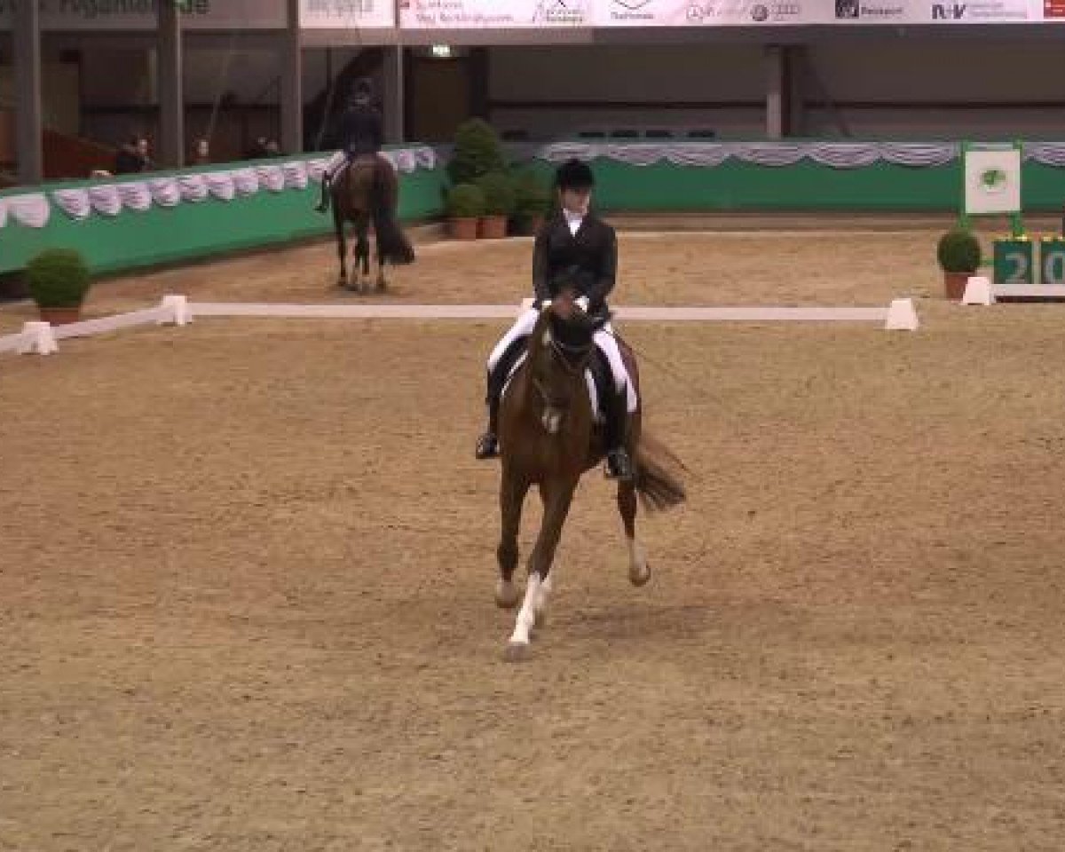 dressage horse Feinsinn's Flaeme (Rhinelander, 2005, from Feinsinn)
